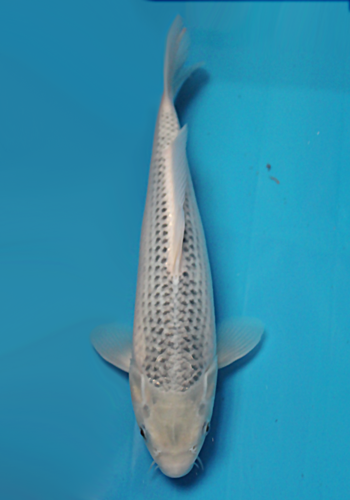 Otsuka Asagi 37cm
