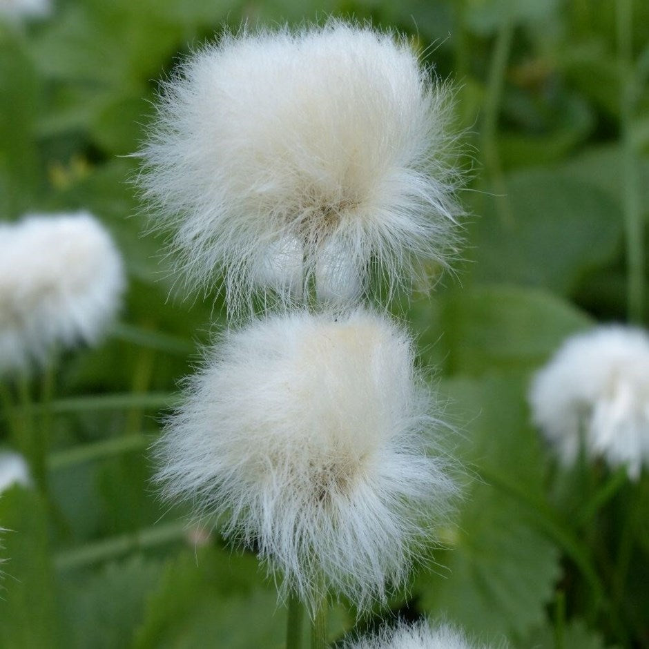Eriophorum Angustifolium Pond Plant Cottongrass