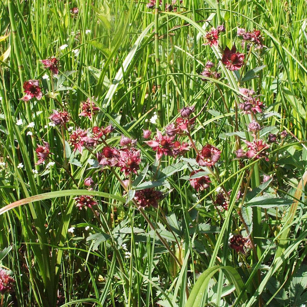Potentilla palustris Pond Plant Marsh Cinquefoil