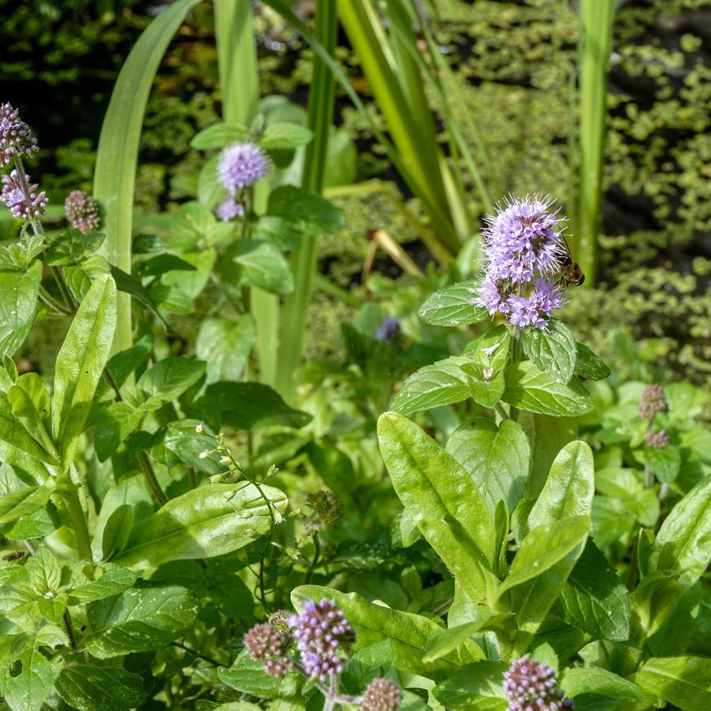 Mentha Aquatica Pond Plant Water Mint