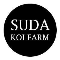 Hirenaga/Butterfly tosai mix - 10-12cm - Suda Koi Farm