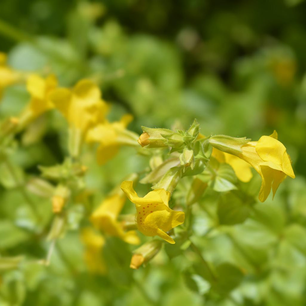 Mimulus Luteus Pond Plant Yellow Monkey Musk