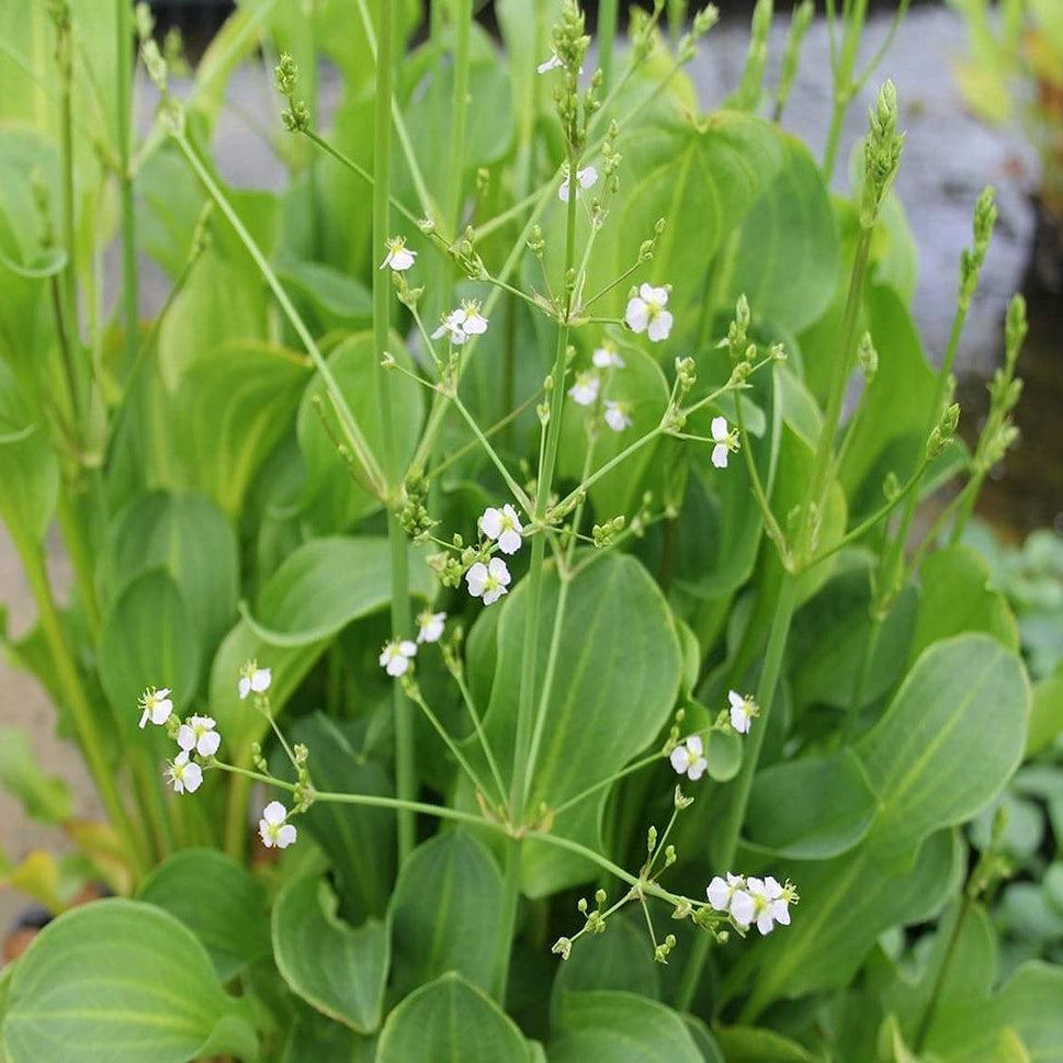 Alisma Plantago Pond Plant Water Plantain