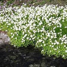 Mazus Reptans Alba Pond Plant White Mazus