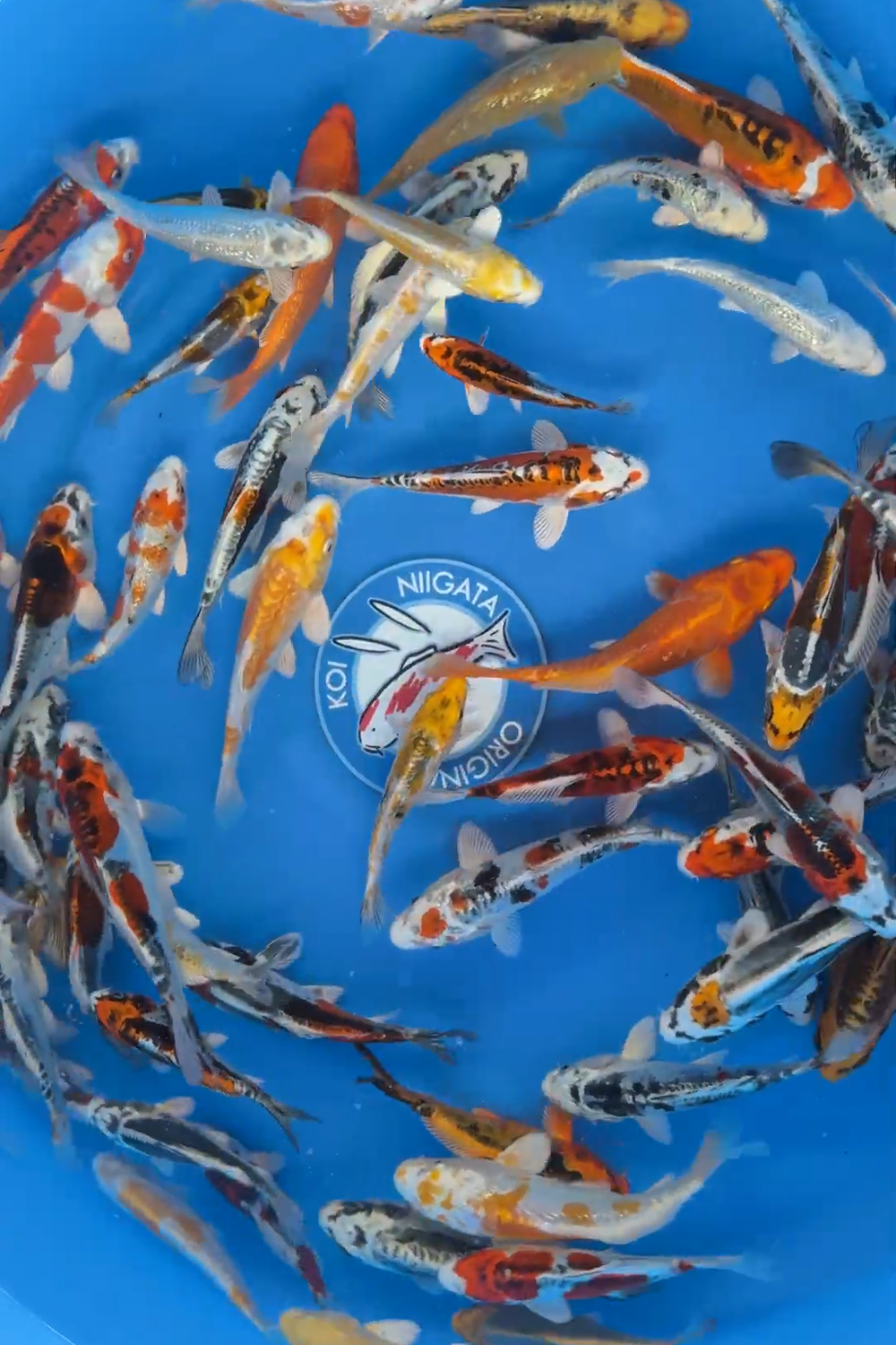 Metallic tosai mix - 12-15cm - Yamasan Koi Farm