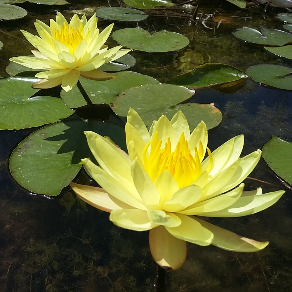 Colonel AJ Welch Water Lilly 4 Ltr Pond Plant