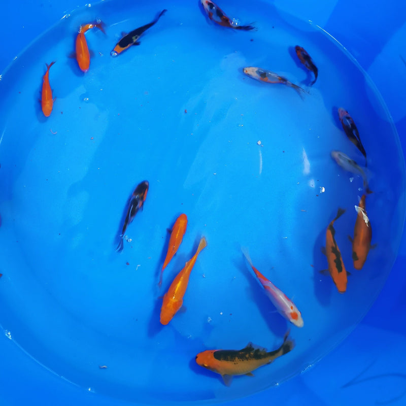 Shubunkin Pond Fish 3-4"