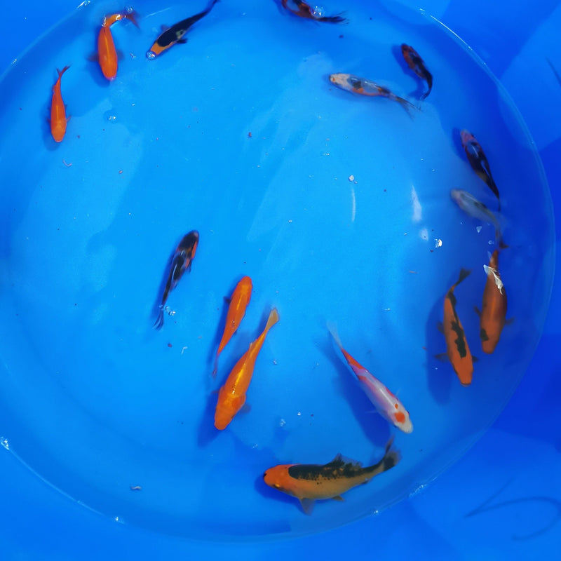 English Goldfish Yellow & Gold 3-4"