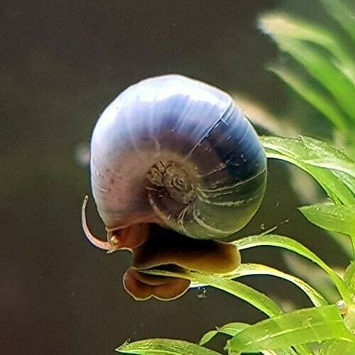 Freshwater Ramshorn Snails