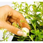 Velda Super Growth Balls XL