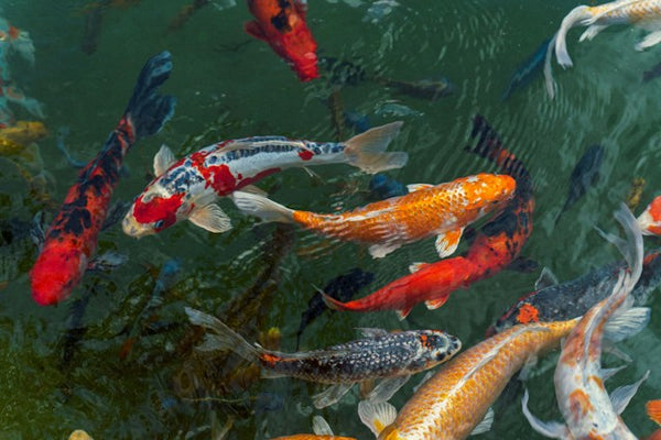 The Importance Of Pond Filtration In Koi Fish Keeping