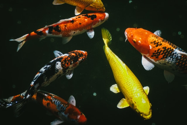 Exploring the Diverse World of Koi Fish: Types and Benefits