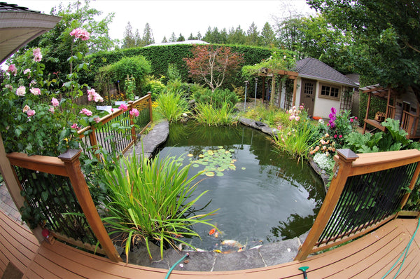 Choosing The Ideal Location For Your Koi Pond