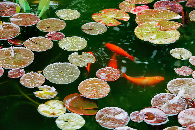 Planning Your Koi Pond Build - The Essential Considerations