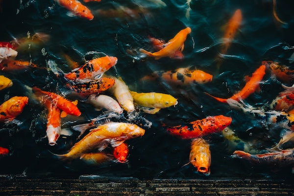 Top 10 Facts About Koi Fish