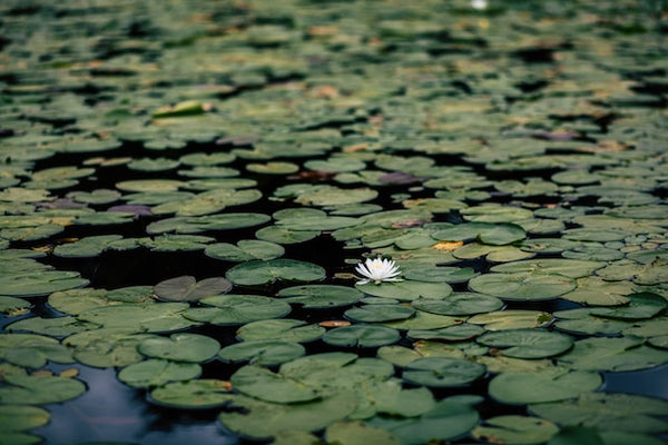 Nurture Your Water Feature With Care And Maintenance For Lasting Beauty