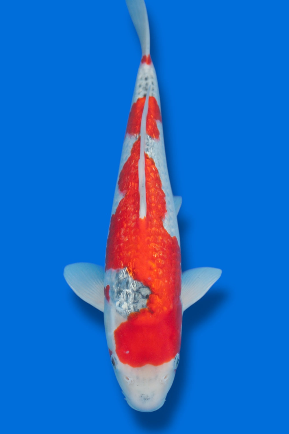 Ginrin Goshiki #6 - 37cm - nisai - Kawakami Koi Farm