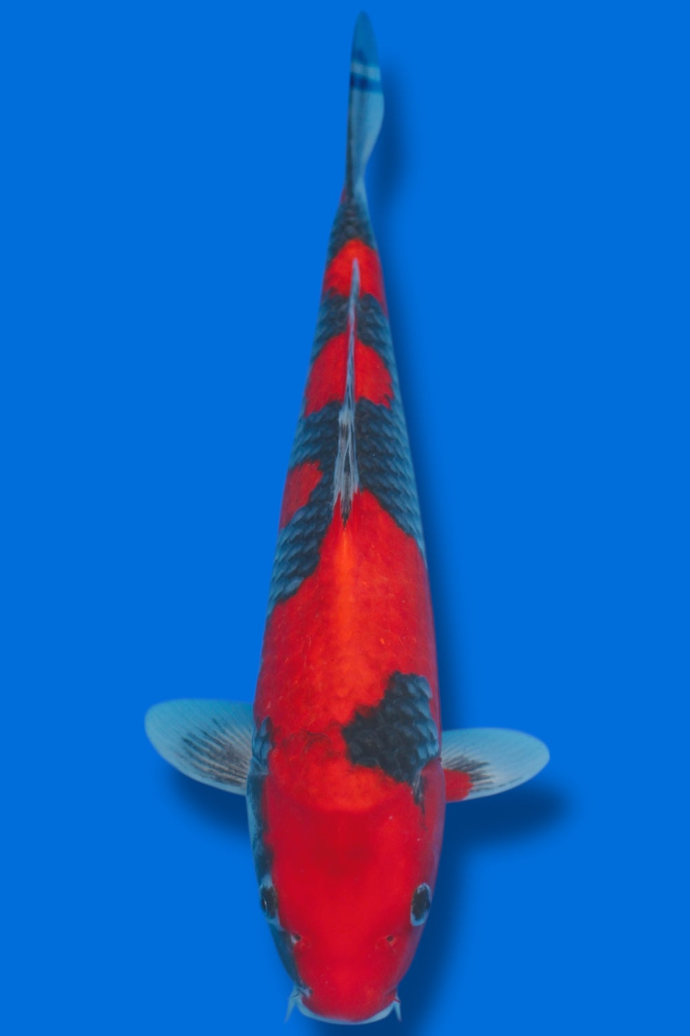 Kuro Goshiki #7 - 35cm - nisai - Kawakami Koi Farm