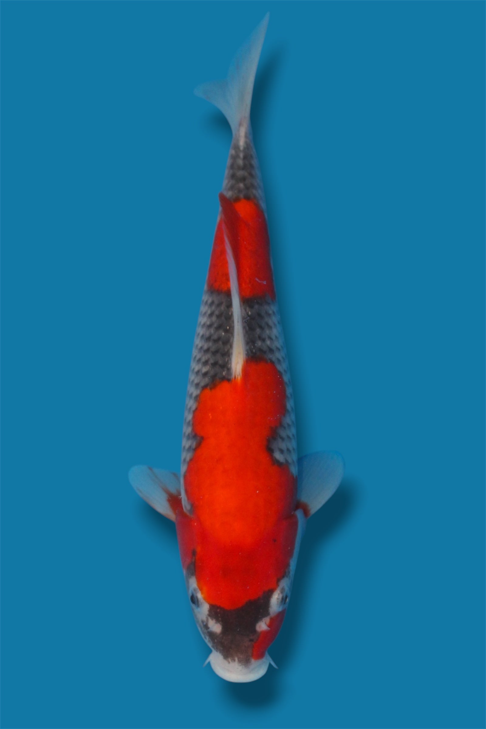Goshiki  - 29cm - jumbo tosai- Ogata Koi Farm