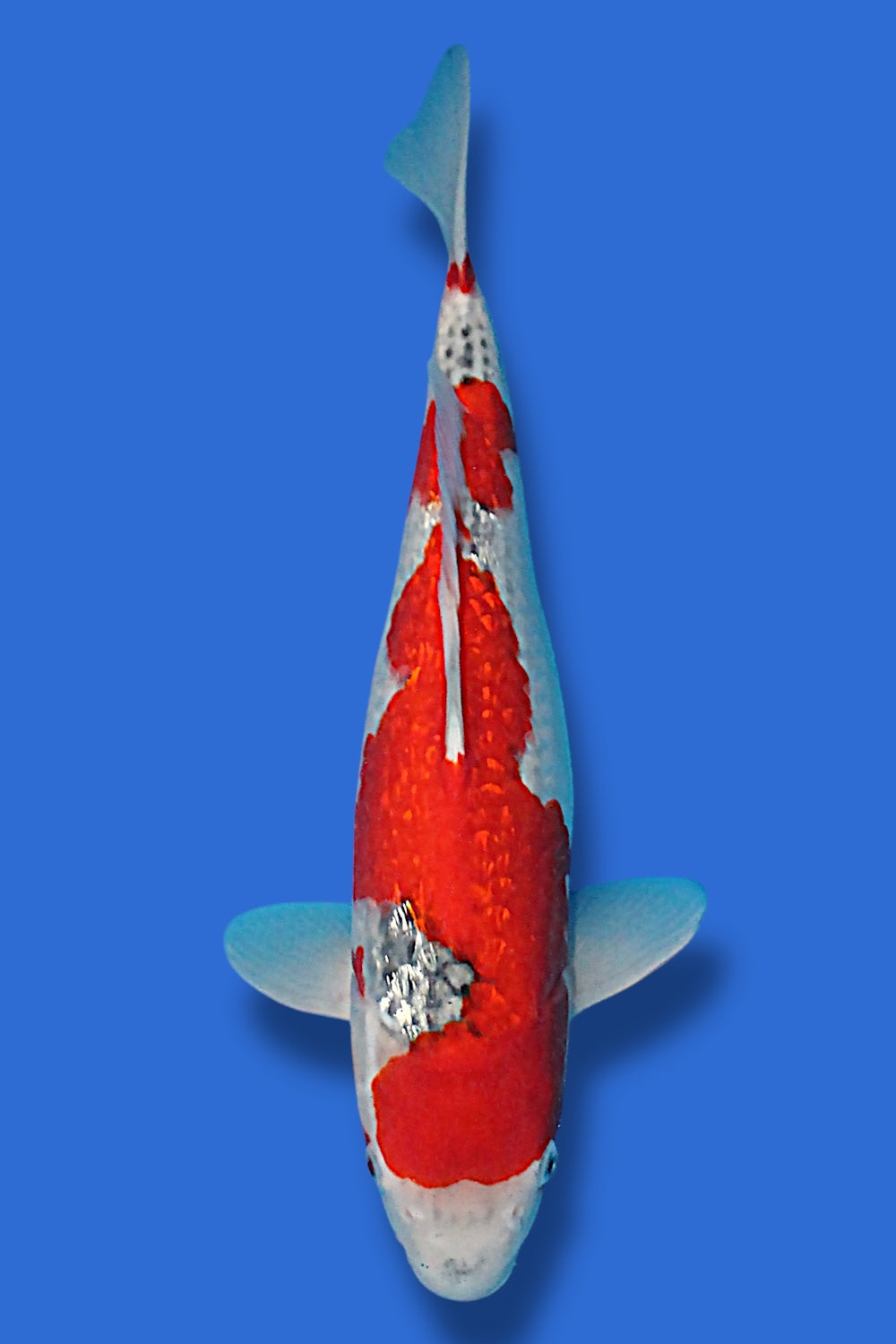 Ginrin Goshiki #6 - 40cm - nisai - Kawakami Koi Farm