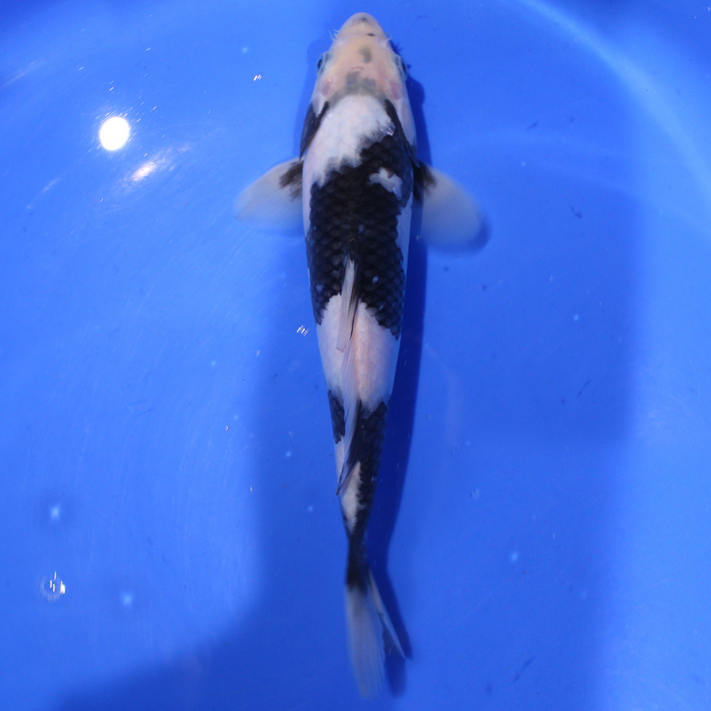 A stunning Shiro Utsuri from the Japanese Koi carp breeder Omosako.