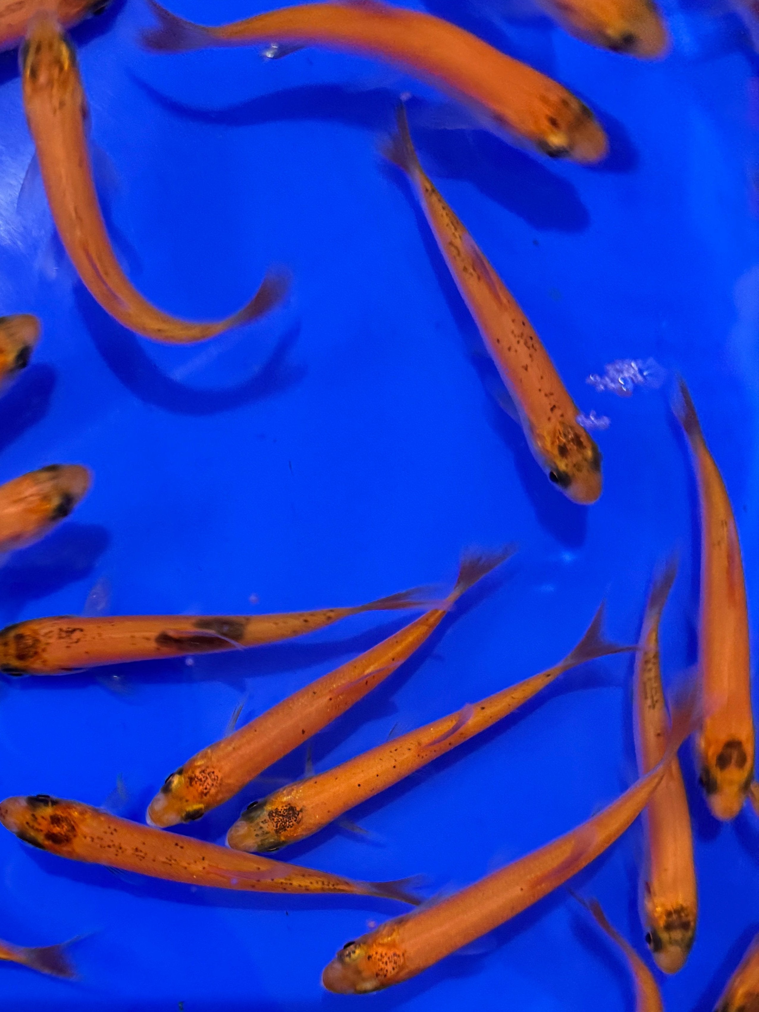Golden Orfe 3-4"