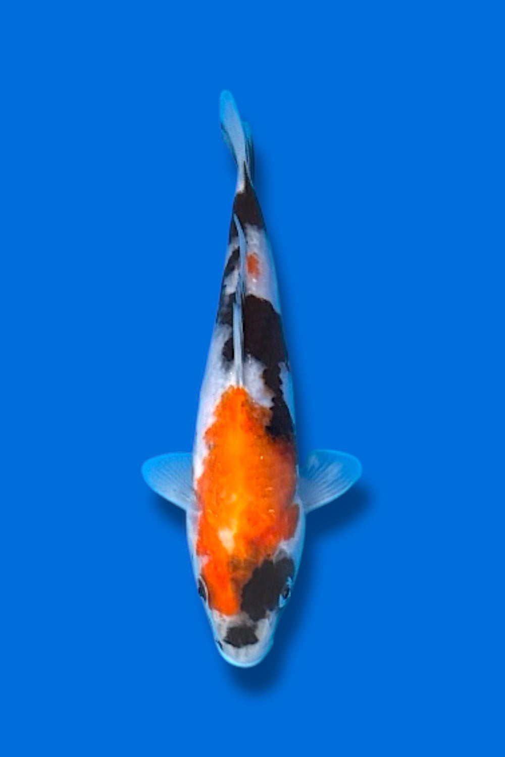 Showa #10 - 20cm - nisai - Isa Koi Farm