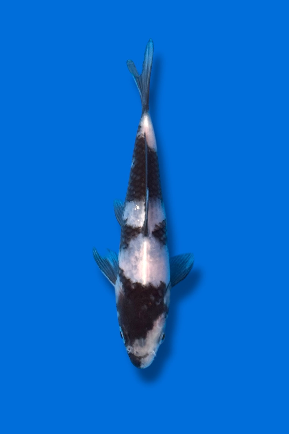 Shiro Utsuri #1 - 15-18cm - tosai - Okawa Nishikigoi Center