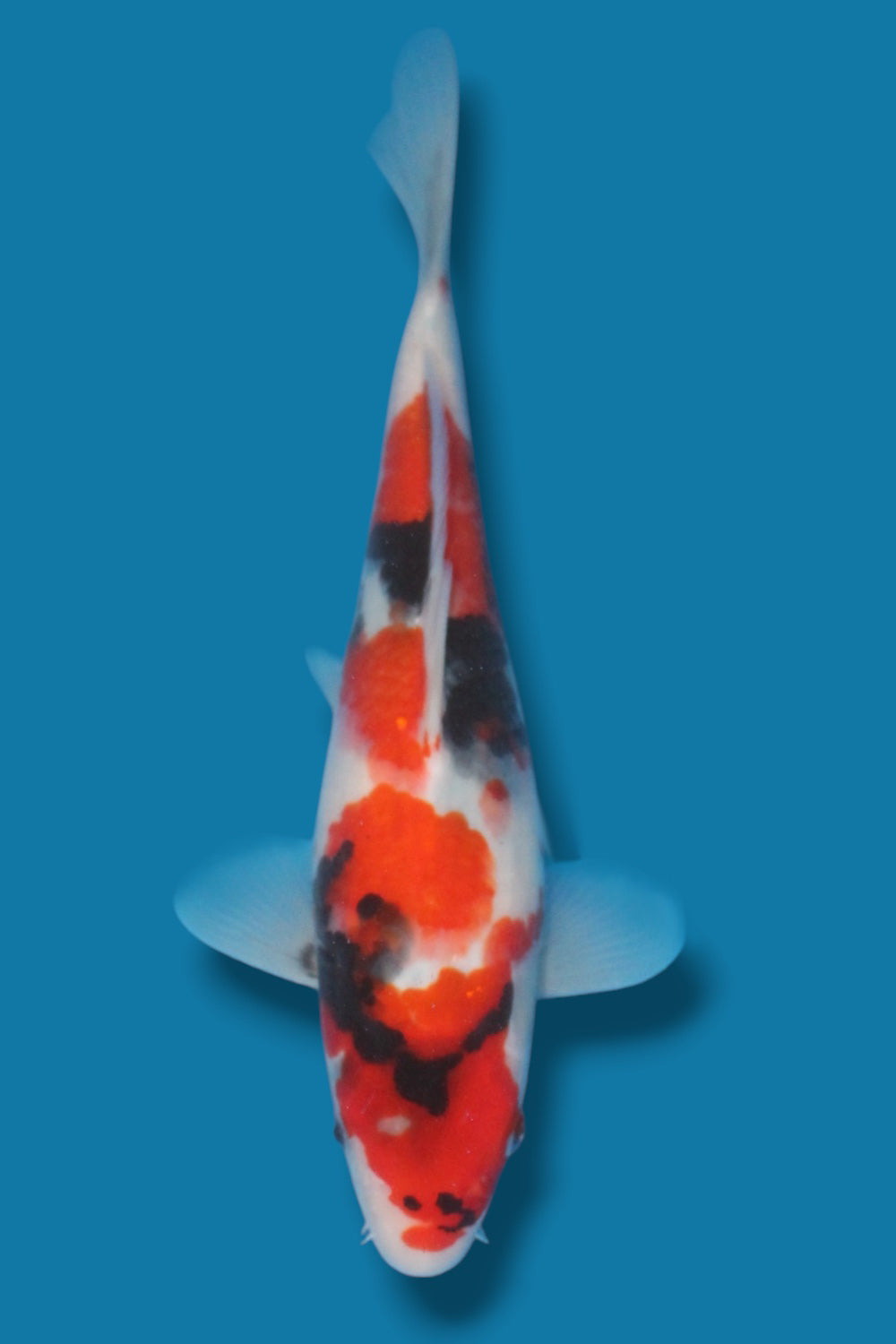 Showa  - 29cm - jumbo tosai- Ogata Koi Farm