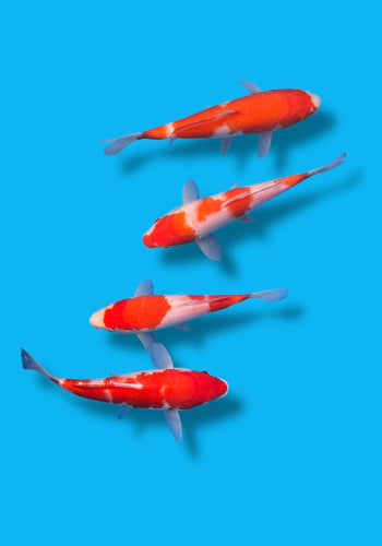 Marusei/Hirasawa Kohaku tosai 24-29cm