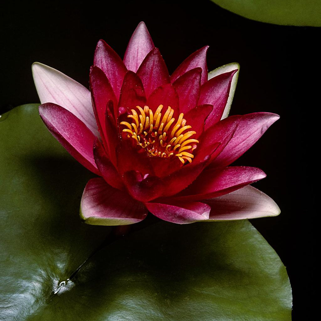Attraction Water Lily 4 Ltr Pond Plant