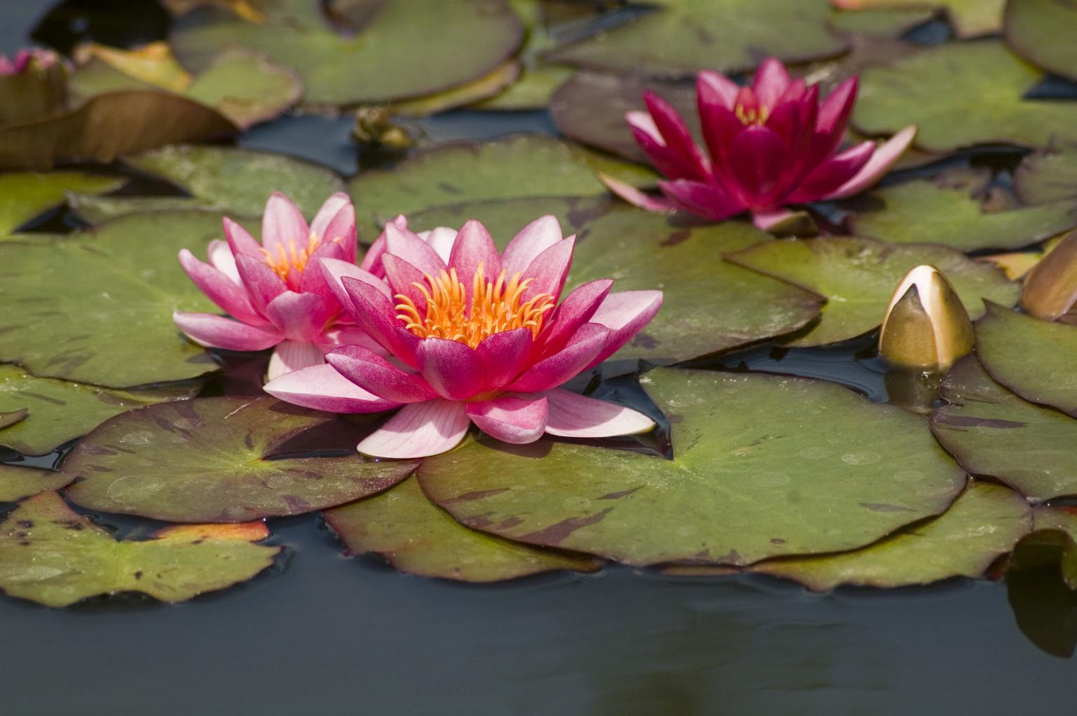 Ellisiana Dwarf/Small Water Lilly 2 Ltr Pond Plant