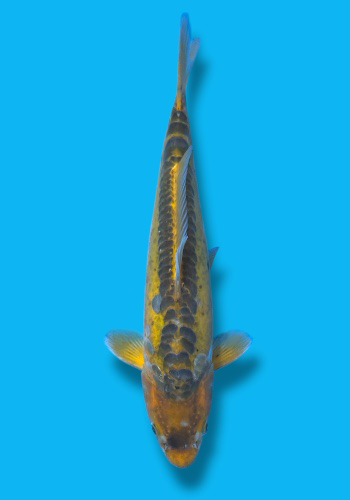 Marusaka Midorigoi #4 30cm