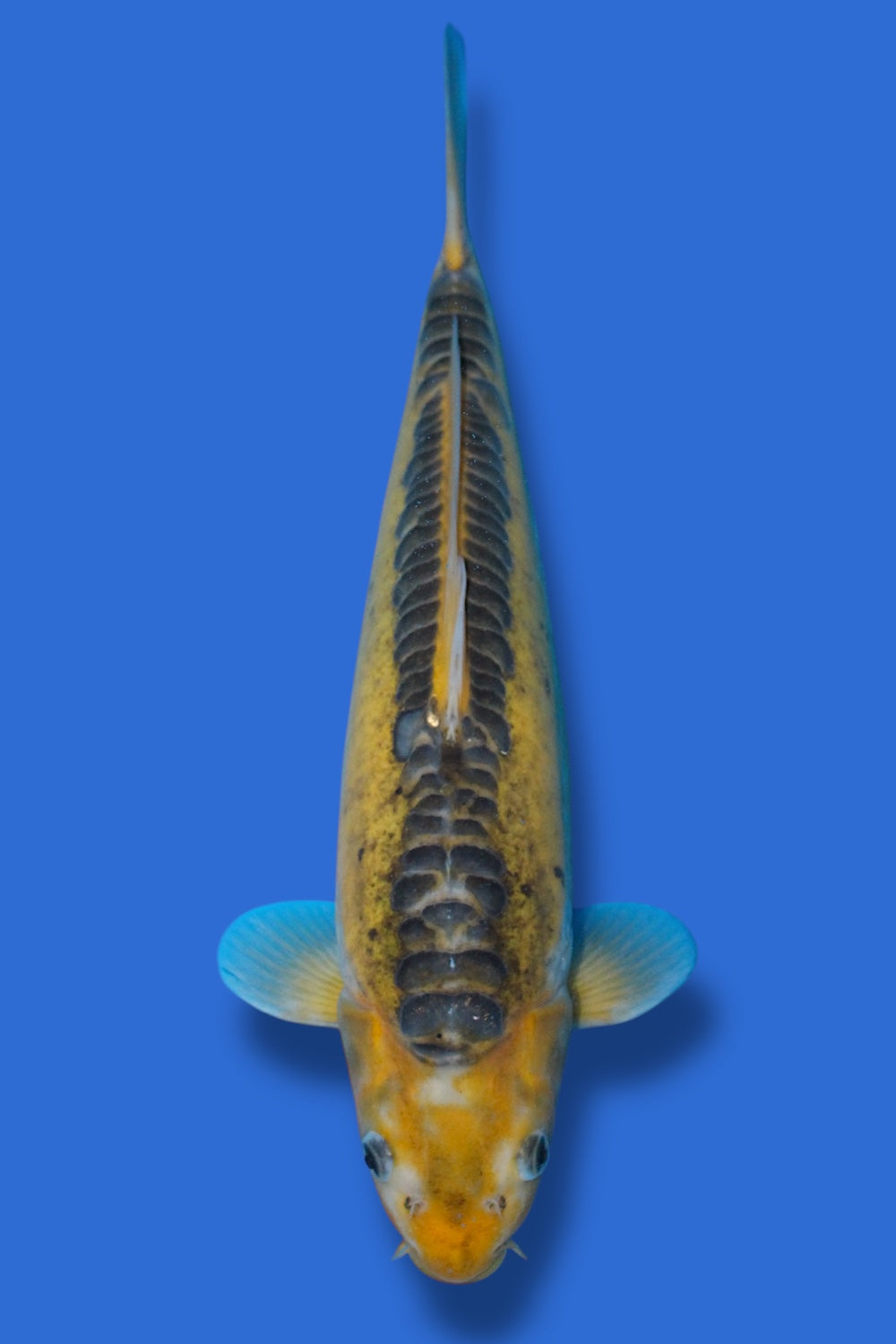 Midorigoi Doitsu #1 - 31cm - young nisai - Marusaka Koi Farm