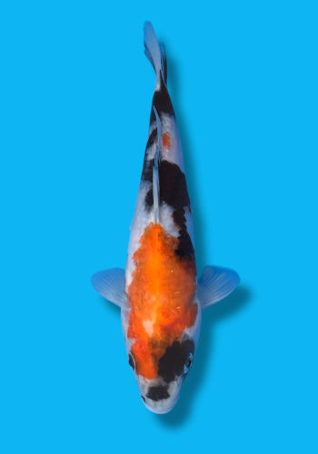 Isa Showa #10 20cm