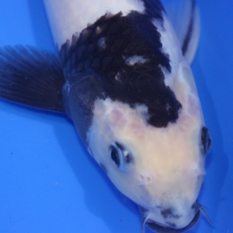 A beautiful Shiro Utsuri Koi carp from the famous Japanese breeder Omosako.