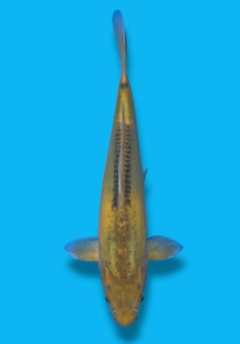 Marusaka Midorigoi #2 30cm