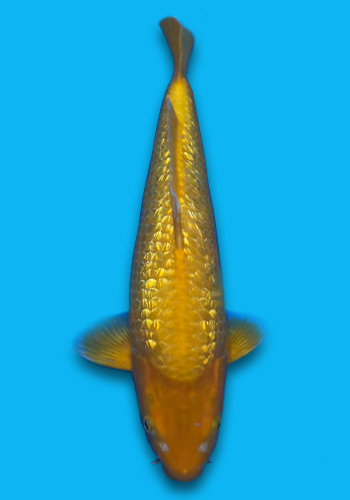 Taniguchi Golden Corn #3 36cm