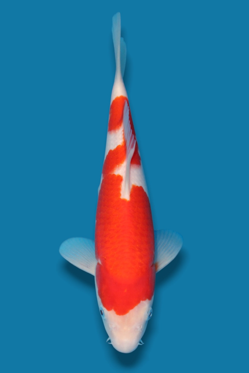 Kohaku #1  - 29cm - jumbo tosai- Ogata Koi Farm