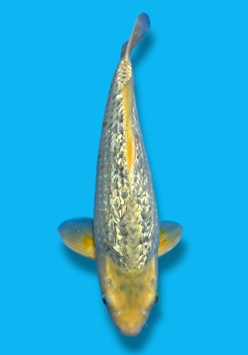 Taniguchi Golden Corn #4 39cm