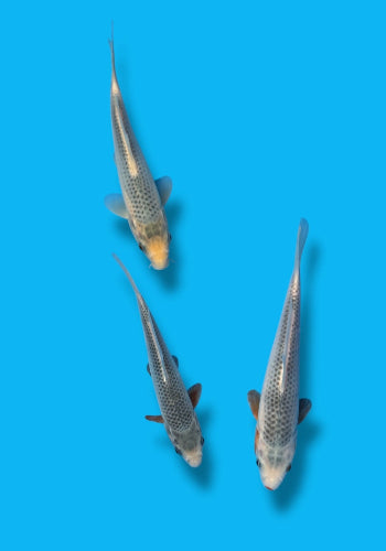 Otsuka Asagi 19-24cm