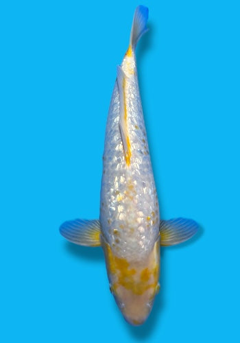 Taniguchi Golden Corn #2 39cm