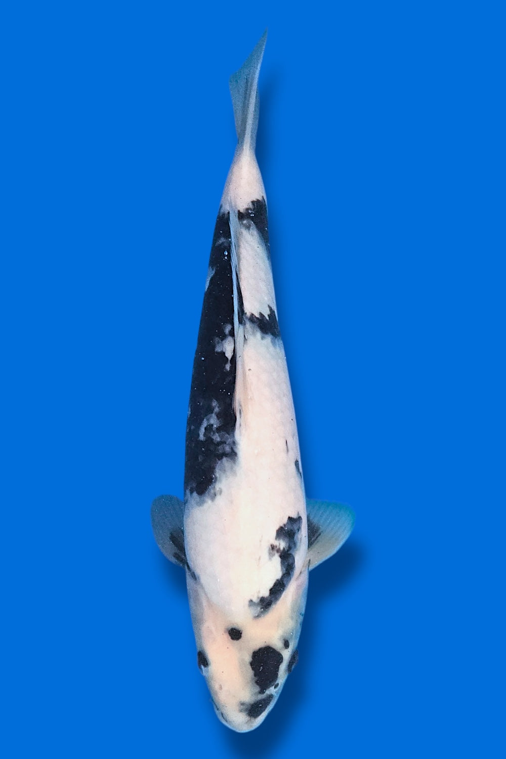 Shiro Utsuri #4 - 35cm - Okawa Nishikigoi Center