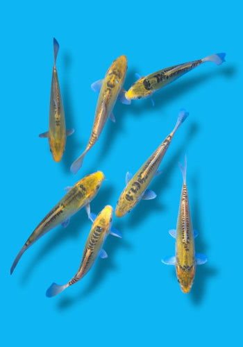 Marusaka Midorigoi tosai 17-26cm