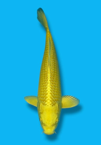 Okawa Yamabuki Ogon 27cm