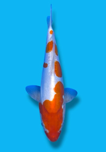 Shinoda Doitsu Kohaku 28cm