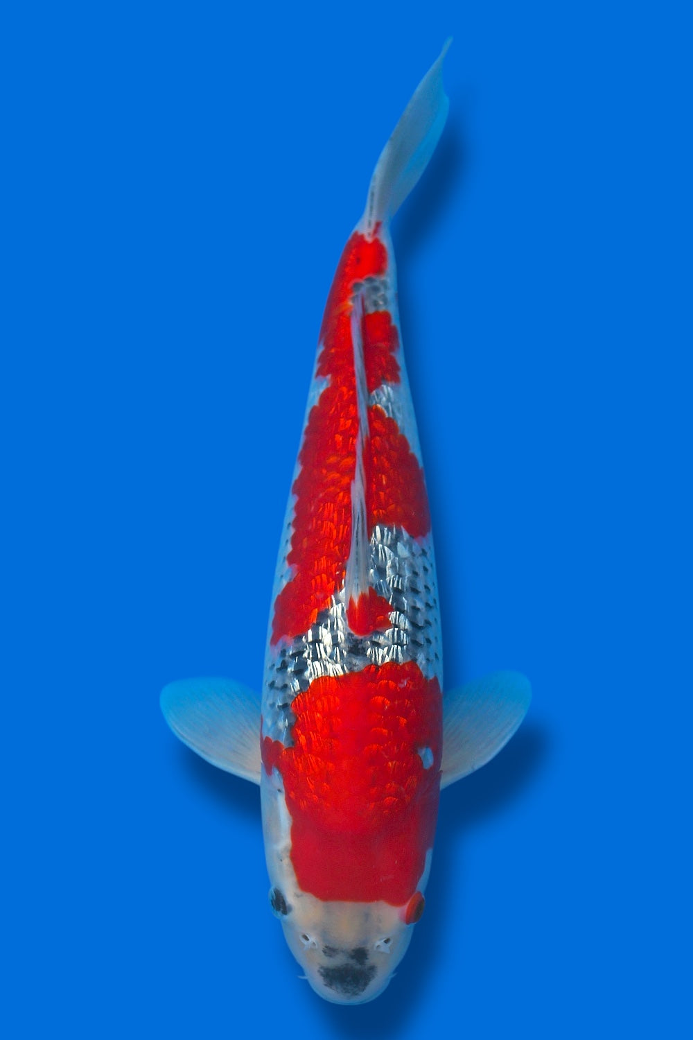 Ginrin Goshiki #9 - 40cm - nisai - Kawakami Koi Farm