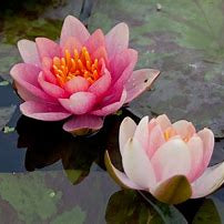 Aurora Dwarf/Small Water Lilly 2 Ltr Pond Plant