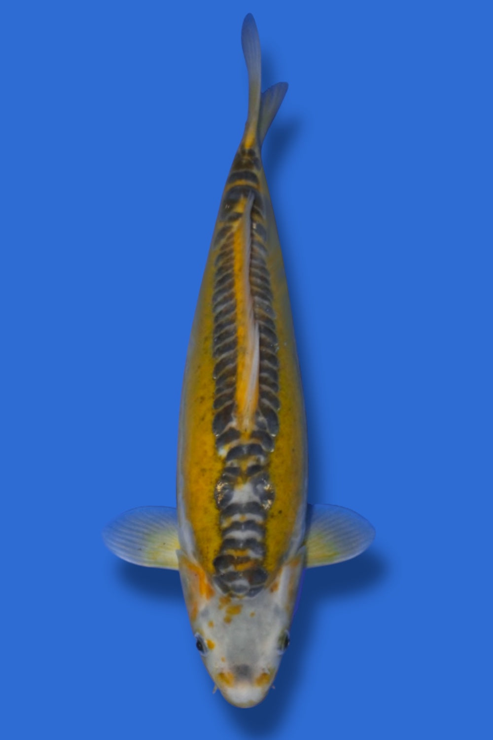 Midorigoi Doitsu #2 - 33cm - young nisai - Marusaka Koi Farm