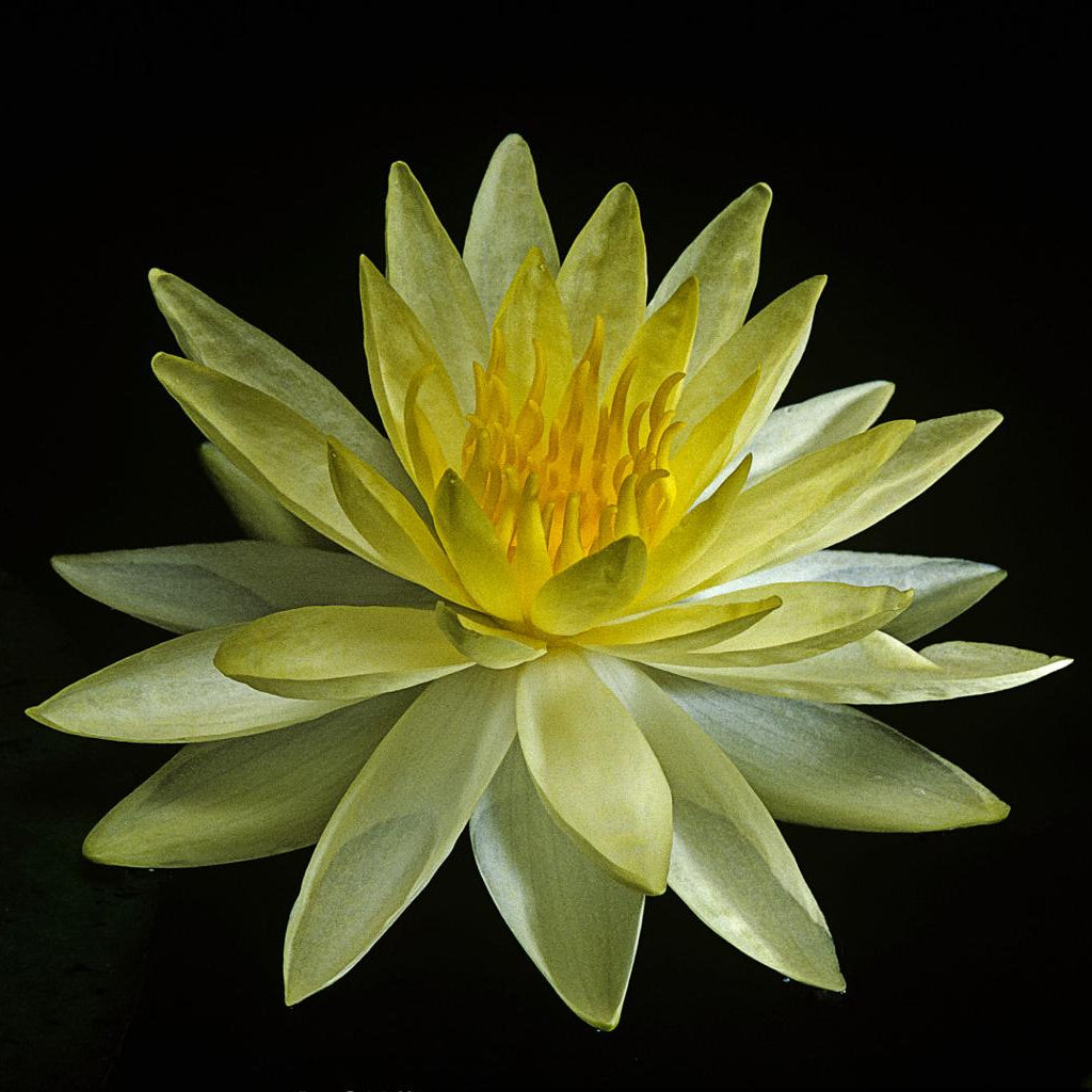 Sunrise Water Lilly 3 Ltr Pond Plant